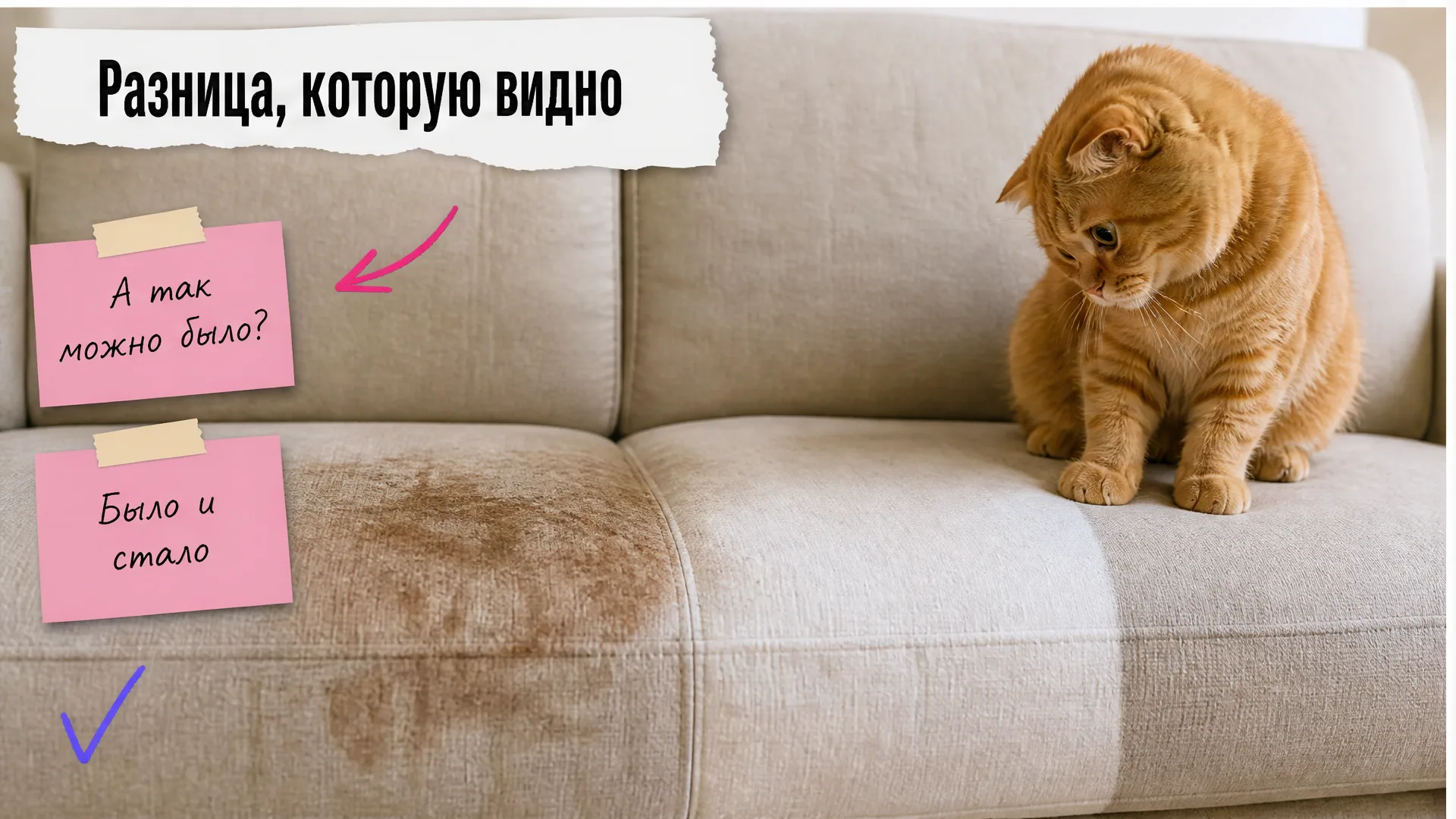 Диван до и после чистки, рыжий кот удивлён заметной разницей