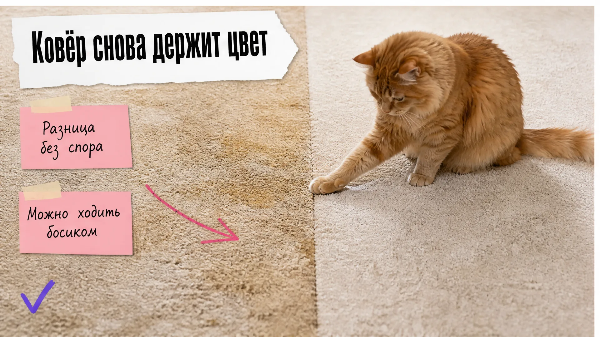Ковёр показан до и после чистки, рыжий кот касается границы чистой стороны