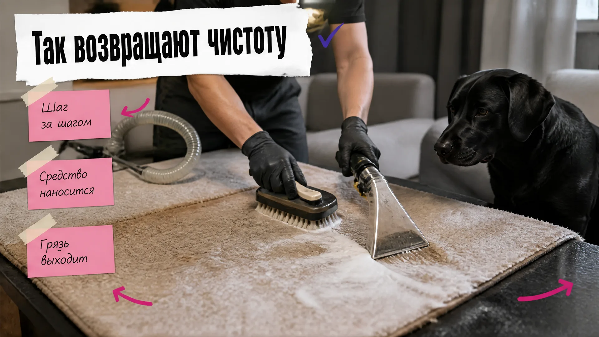 Руки очищают ковёр щёткой и моющим экстрактором, рядом наблюдает лабрадор