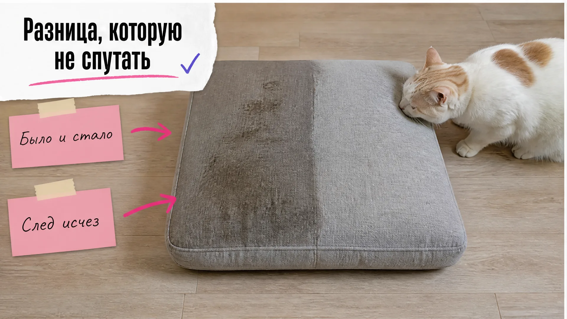 Подушка дивана до и после чистки, рядом бело-рыжий кот
