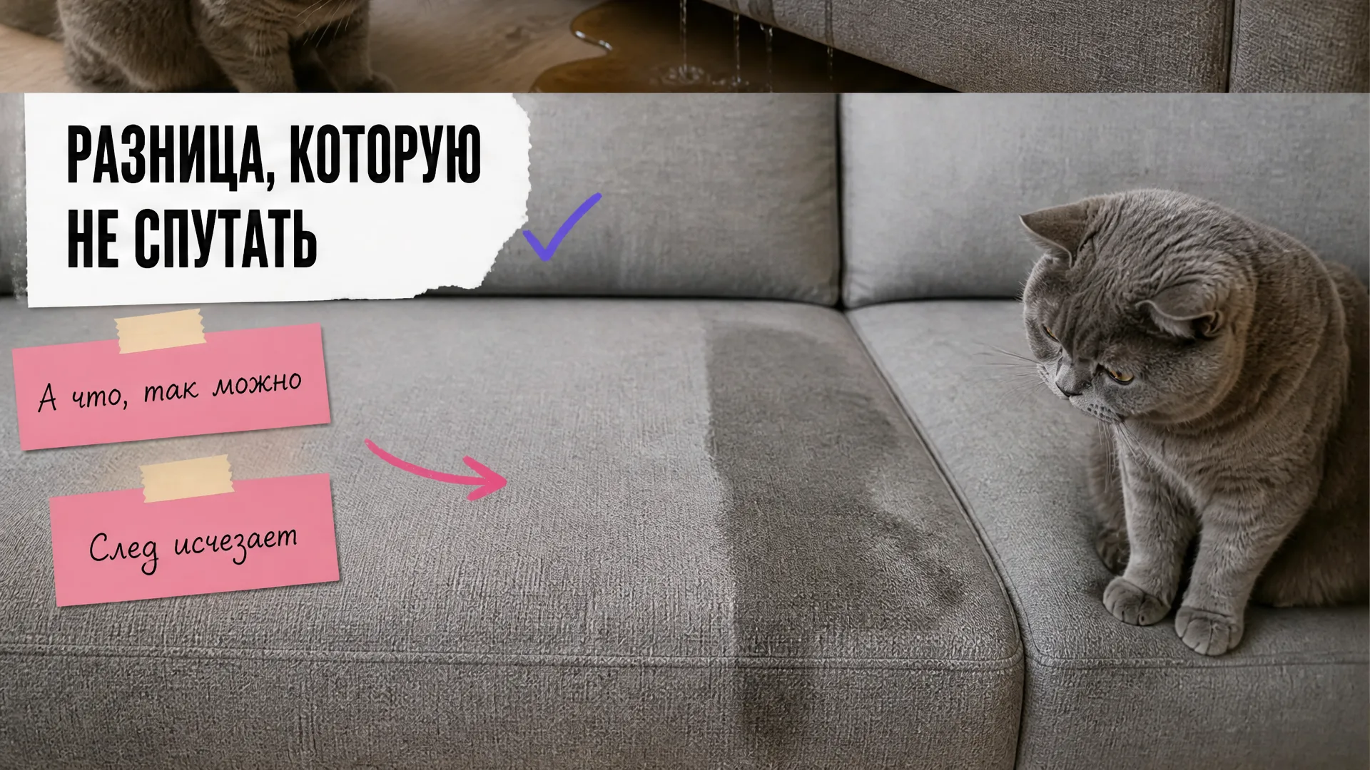 На подушке дивана видна граница чистой и загрязнённой обивки, рядом кот